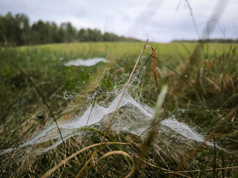 Thick spider web covered in morning dew drops in green meadow grass on a foggy autumn day, misty field background.