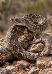 Obraz premium Western diamondback rattlesnake (Crotalus atrox) coiled on desert rocks