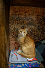 An alert ginger kitten tilts its head slightly while perched on a patterned tin and a gaming pad. The ambient light captures the depth of its amber eyes in a cozy indoor setting. © Sergej