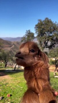 Meet the cutest baby goats  From adorable funny sounds to maximum cuteness overloading your screen these little ones will definitely brighten your day