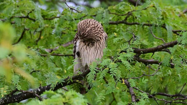 A juvenile short-eared owl (Asio flammeus) sits on a tree branch and preens its feathers in the wild. Slow motion wildlife footage capturing natural grooming behavior and detailed plumage of this youn