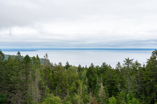 Panoramic view of yellow goldenrod meadows sloping down to dense spruce-fir forests and the Bay of Fundy under a dramatic overcast sky in Fundy National Park, New Brunswick.