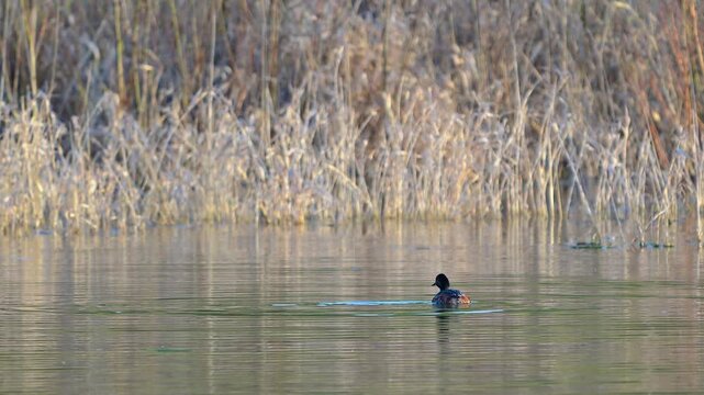 A slow motion video of a wild Black-necked grebe (Podiceps nigricollis) swimming on a calm lake surface and diving underwater, dry reeds in the blurred background, professional wildlife stock footage.