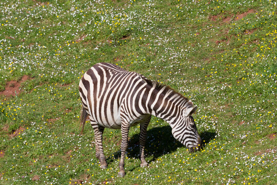 Zebra grazing in Cabarceno zoo near Santander, Cantabria, Spain during the day