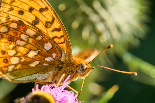 Feuriger Perlmuttfalter, Fabriciana adippe, syn. Argynnis adippe, Schmetterling
