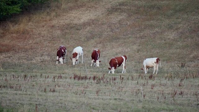 Vaches montb&eacute;liardes (Bos taurus) p&acirc;turant dans une prairie s&egrave;che &agrave; Uxelles dans le Jura