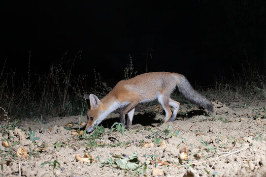 Red Fox (Vulpes vulpes) Sniffing Ground for Fallen Figs at Night