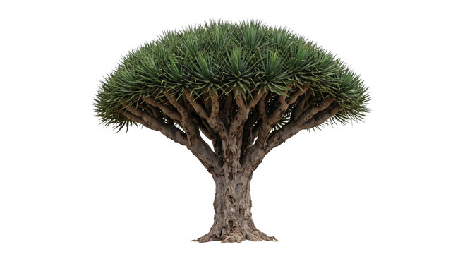 Ancient Dragon Tree with thick trunk and lush green canopy against white background