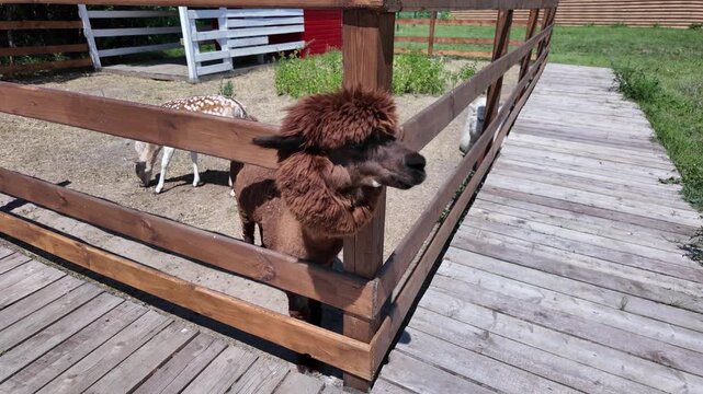 An alpaca with thick brown fur is kept in a wooden fenced enclosure on a farm.