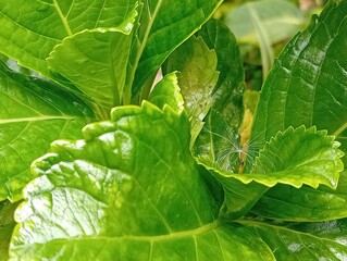 Hydrangeas Leaves Close-Up 