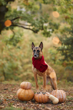 Belgian Malinois stands on a harvest display of colorful gourds in the forest. Warm knitted clothing and fallen leaves create a cozy seasonal pet portrait.