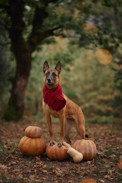 Belgian Malinois poses among harvest gourds beneath a large woodland tree. Warm clothing contrasts with muted forest colors in this seasonal outdoor portrait.