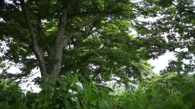조선시대 선비 한복 갓 전통 역사 정자 누정 유학자 양반 유학 학자 뒷모습 사대부 인물 남성 도포 자연 경치 산세 수목 숲 힐링 풍류 사색 풍경 한옥 한국 문화재 유적지