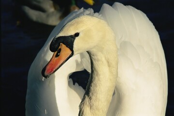 swan on the lake © brian