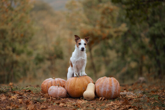 Jack Russell Terrier sits among several pumpkins on the autumn woodland floor. Natural seasonal scenery suits Halloween, Thanksgiving and harvest concepts.