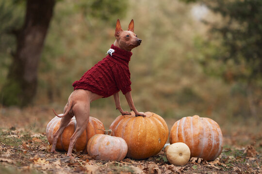 American Hairless Terrier wearing a red sweater stands beside harvest pumpkins. Rustic woodland scenery creates a cozy Halloween and Thanksgiving atmosphere.