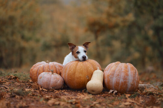 Jack Russell Terrier looks forward from behind a group of autumn pumpkins. Seasonal harvest decorations create a cute Halloween and Thanksgiving concept.