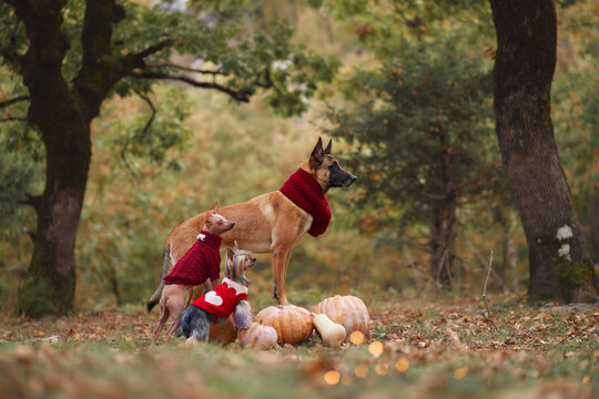 Belgian Malinois and small dogs wear red clothing beside seasonal harvest gourds. Natural forest surroundings create a cozy outdoor pet friendship concept.