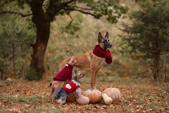 Belgian Malinois and two small dogs wear warm red outfits near harvest gourds. Woodland foliage and earthy colors create a cozy seasonal animal portrait.