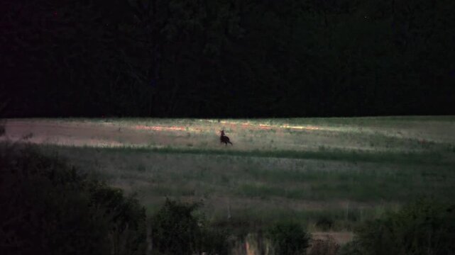 Renard roux (Vulpes vulpes) dans une prairie &agrave; la tomb&eacute;e de la nuit &agrave; Uxelles, Jura