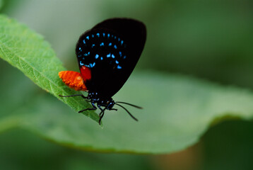 Butterfly on leaf © brian