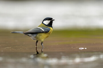 Great tit (Parus major) sitting in the winter in the forest in  the Netherlands © henk bogaard