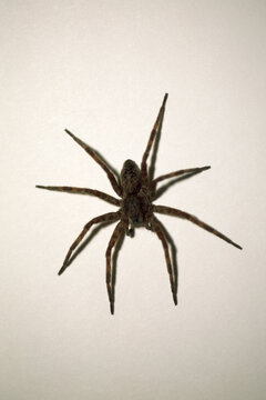 Wolf spider on. white