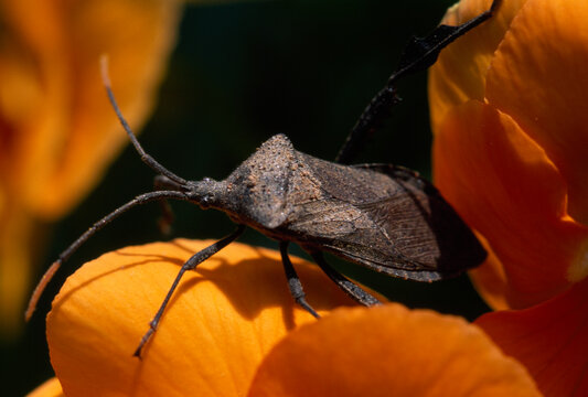 Stinkbug portrait
