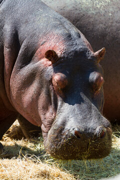 Hippo rests in the sun at Thoiry Safari in Yvelines, Ile-de-france, France during the day