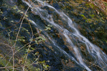 Fototapeta premium stream in the forest