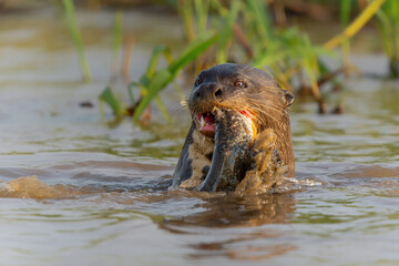 Fototapeta premium Giant River Otter, Pteronura brasiliensis, hunting and eating fish, Matto Grosso, Pantanal, Brazil, South America