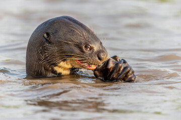 Obraz premium Giant River Otter, Pteronura brasiliensis, hunting and eating fish, Matto Grosso, Pantanal, Brazil, South America