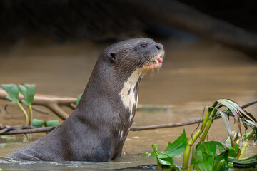 Fototapeta premium Giant River Otter, Pteronura brasiliensis, hunting and eating fish, Matto Grosso, Pantanal, Brazil, South America