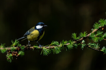 Great tit (Parus major) sitting in the winter in the forest in  the Netherlands © henk bogaard
