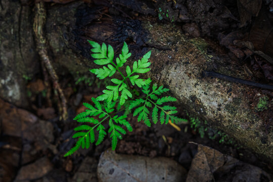 Young Rabbit's Foot Fern (Davallia fejeensis) sapling sprouting beside a decay tree root on forest soil in Western Ghats