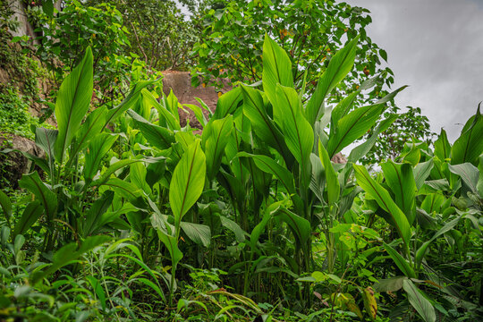 Lush green patch of Wild Turmeric (Curcuma aromatica) growing densely along a rocky slope in the Western Ghats