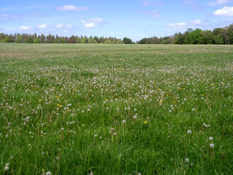 Green summer meadow full of dandelion seed heads