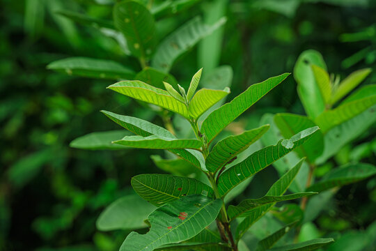 Fresh green leaves and tender young shoot of Common Guava (Psidium guajava) growing in Western Ghats