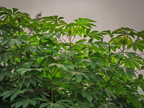 Dense Cassava (Manihot esculenta) plantation cultivated in a lush agricultural field in Kerala