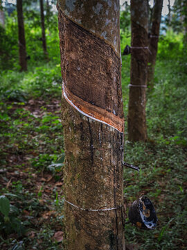 Tapped trunk of a Para Rubber Tree (Hevea brasiliensis) collecting white liquid latex in a plantation in Kerala