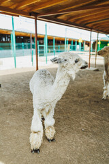 Llama standing inside a barn with dirt floor and wooden beams during daylight hours © DSMT