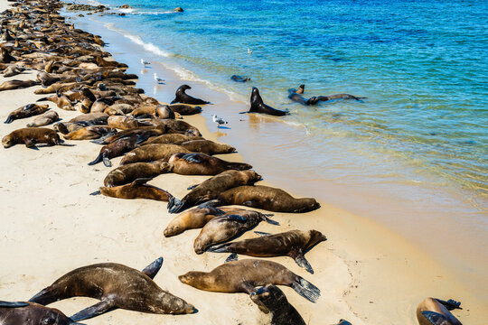 sea lions sunbathing on beach
