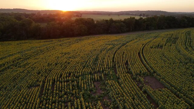 High-angle aerial drone view of curved crop rows in a blooming sunflower field in Douglas County, Kansas, bathed in warm sunset golden hour light