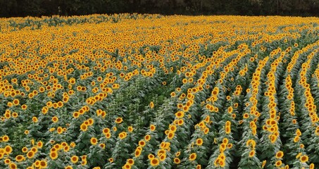 Obraz premium High-angle aerial drone view of curved crop rows in a blooming sunflower field in Douglas County, Kansas, bathed in warm sunset golden hour light
