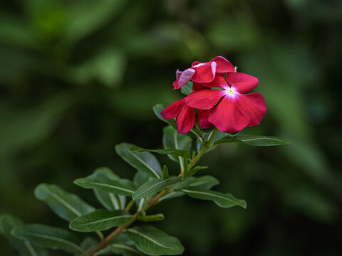 Deep red Madagascar Periwinkle (Catharanthus roseus) flower blooming against a dark moody green leaf background