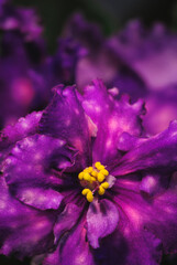 Rich magenta saintpaulia blossom displays luminous texture around a bright yellow center  © Дмитро Ганжеєв