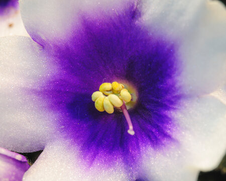 Deep purple eye glows at the center of an African violet 
