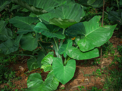 Large green broad leaves of Taro (Colocasia esculenta) plant growing lushly in Kerala soil