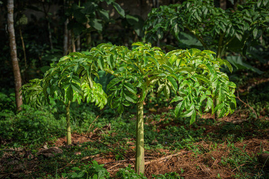 Vibrant green umbrella-like foliage of an Elephant Foot Yam (Amorphophallus paeoniifolius) plant growing in Kerala