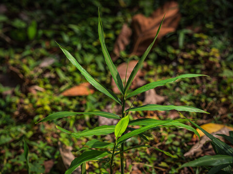 Fresh narrow green leaves of a Ginger (Zingiber officinale) plant growing outdoors in Kerala